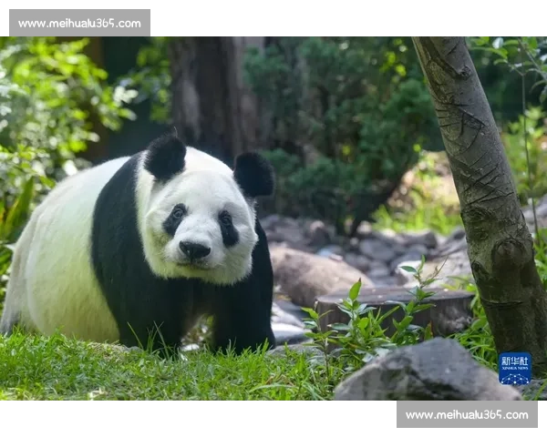 墨西哥为 35 岁大熊猫 “欣欣” 庆生 海外最长寿 “友谊大使” 迎百岁华诞